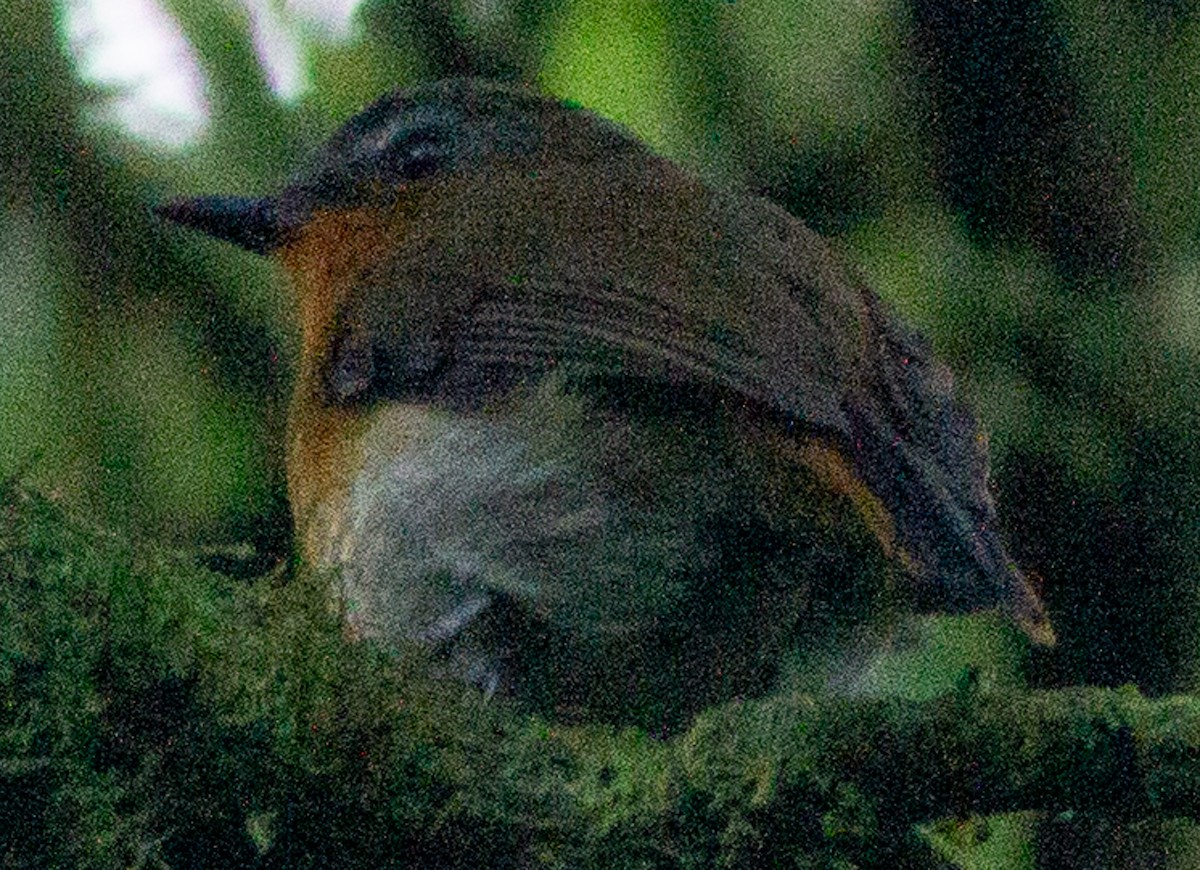 White-bellied Robin-Chat (White-bellied) - ML612718149