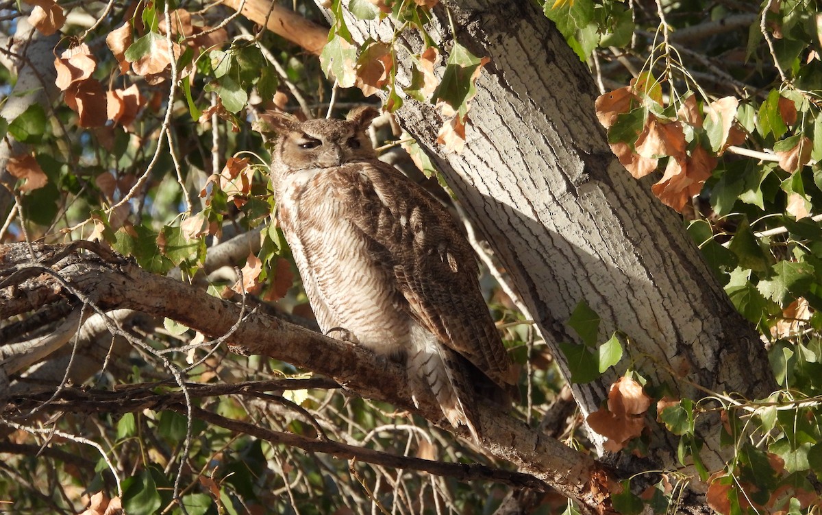 Great Horned Owl - ML612718156