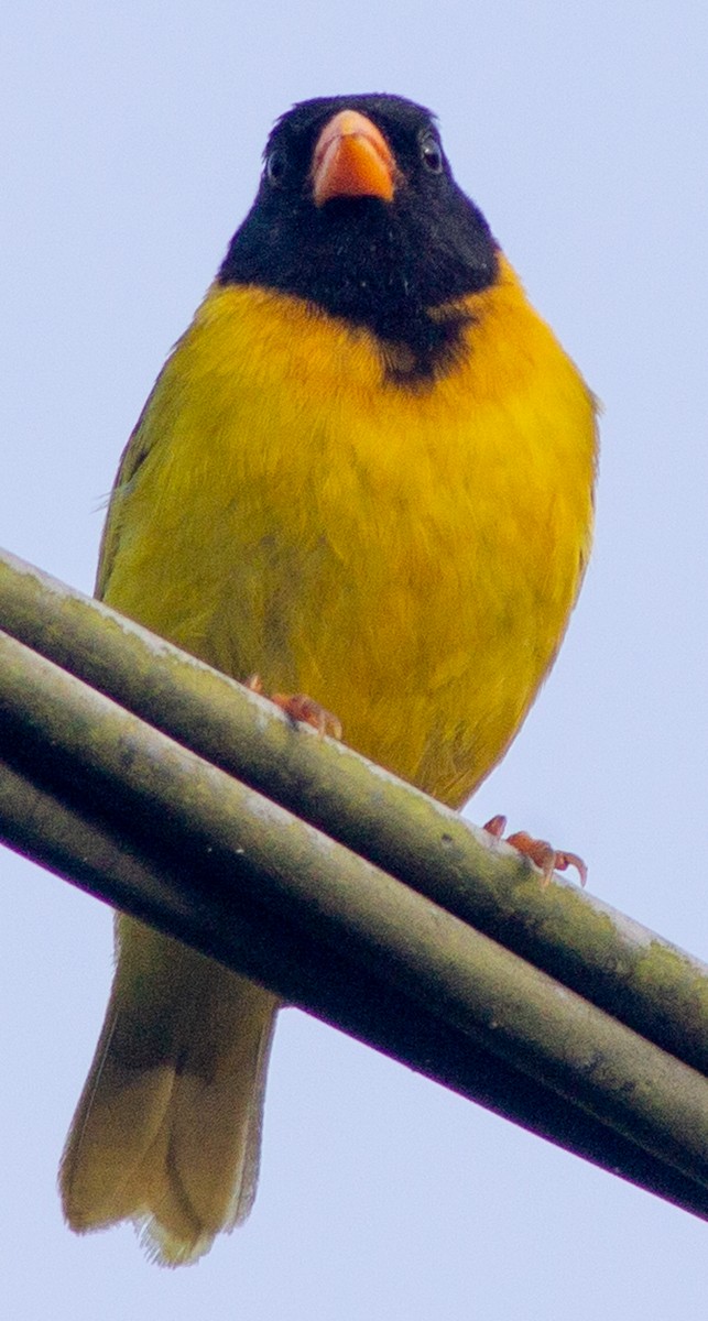 Oriole Finch - Brandon Woo