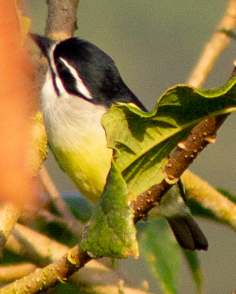 Yellow-rumped Tinkerbird - Brandon Woo