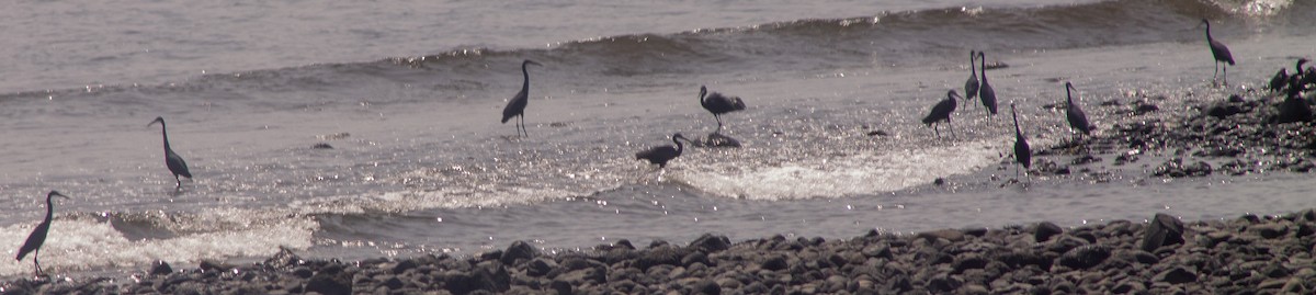 Western Reef-Heron (Western) - Brandon Woo