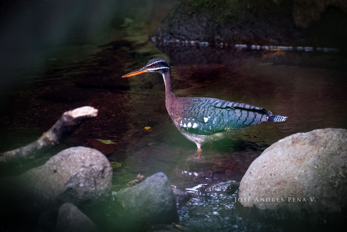 Sunbittern - José Andrés Peña Villalobos