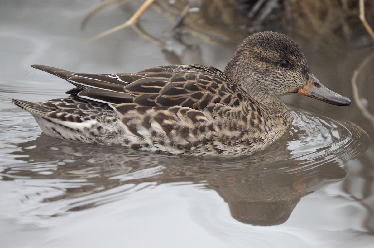 Green-winged Teal - ML612718234
