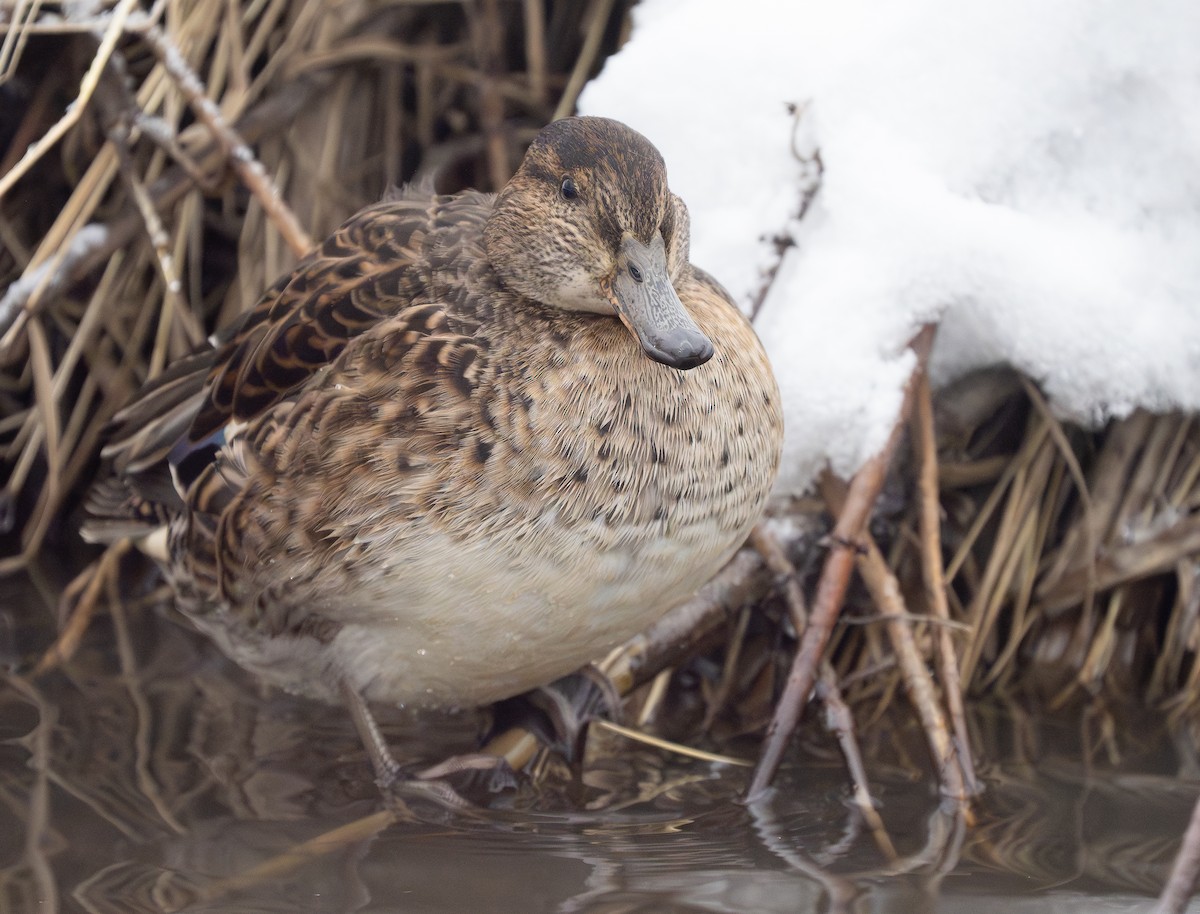 Green-winged Teal - ML612718236