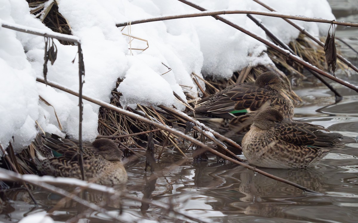 Green-winged Teal - ML612718237