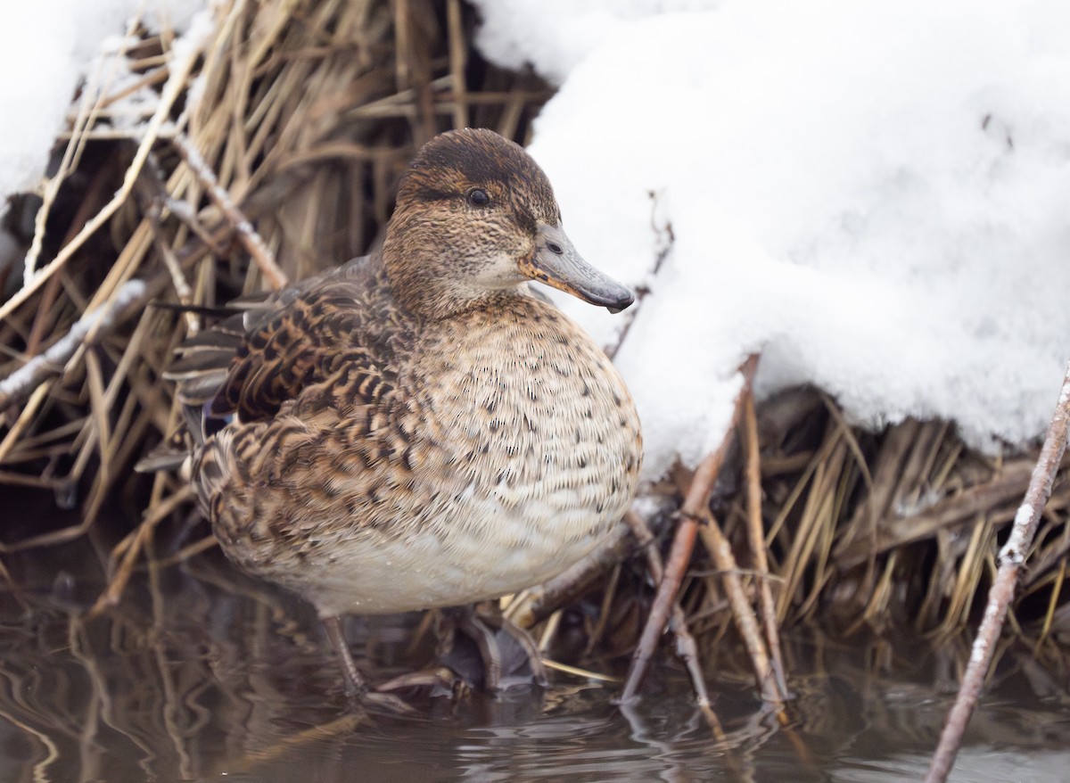 Green-winged Teal - ML612718241