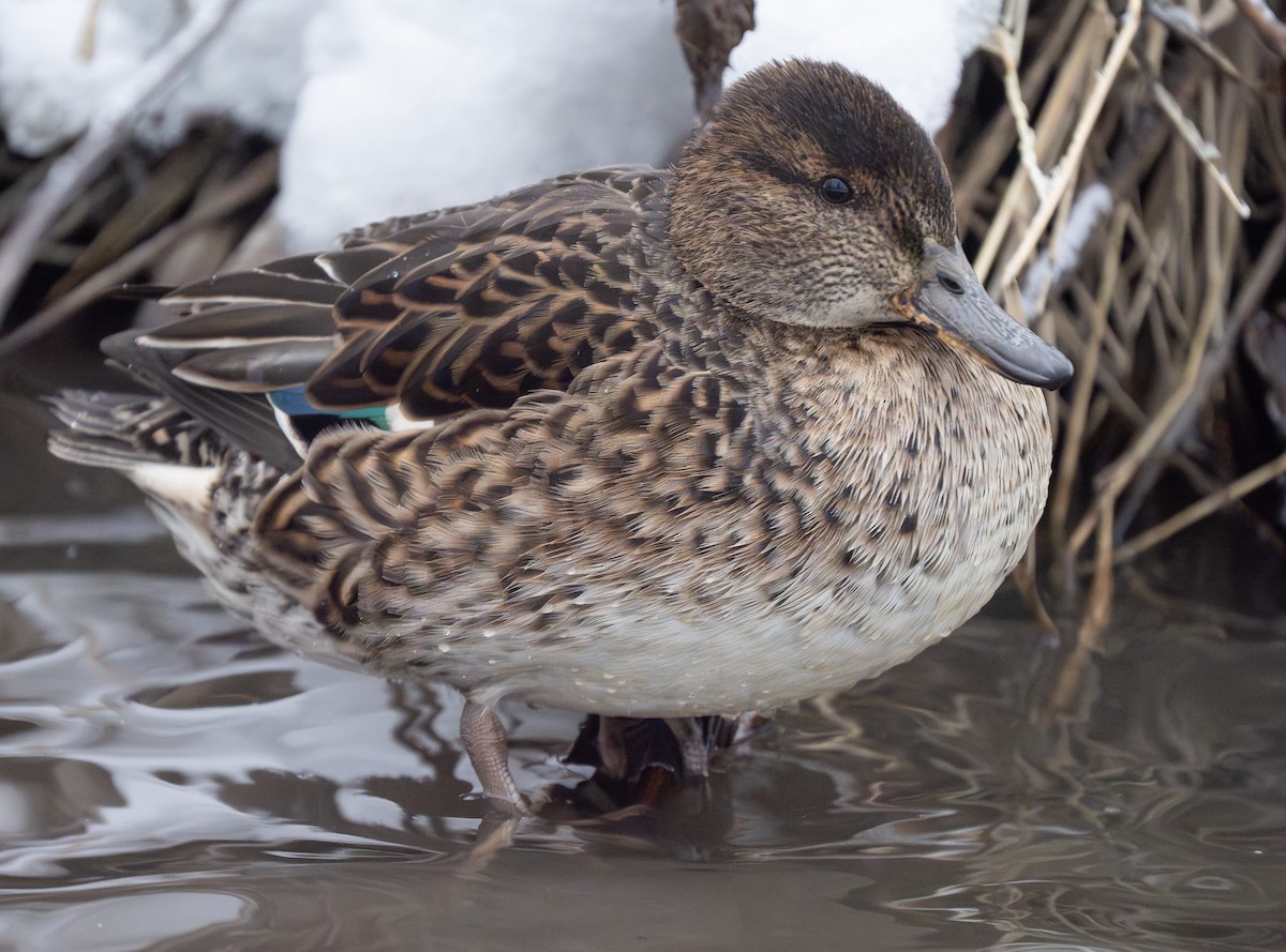 Green-winged Teal - ML612718244
