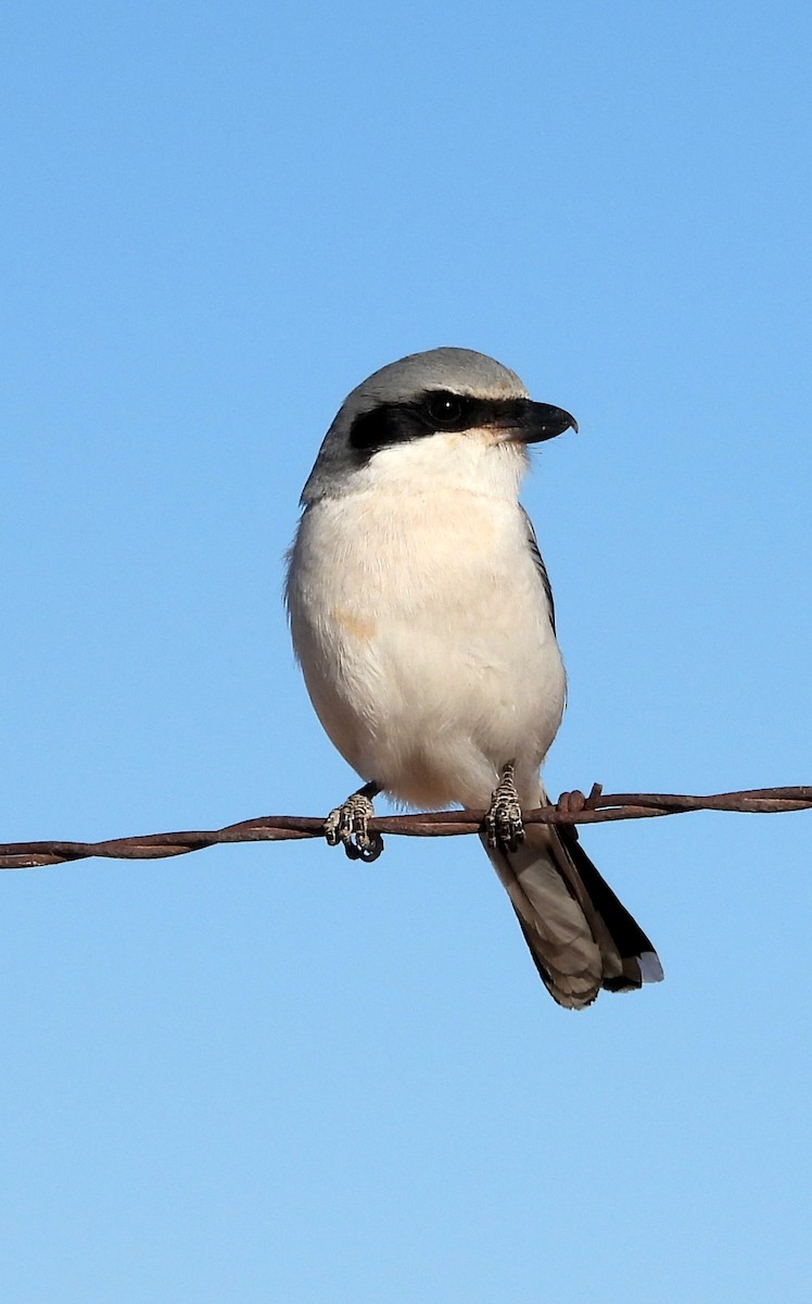 Loggerhead Shrike - ML612718246