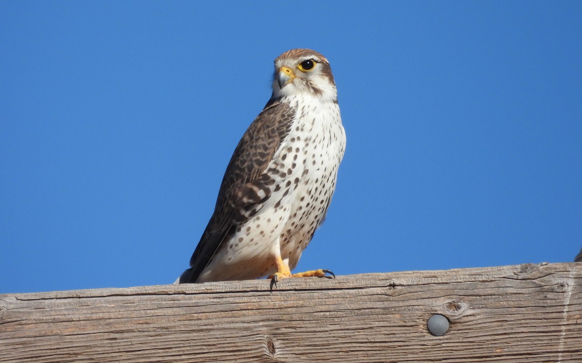 Prairie Falcon - ML612718262