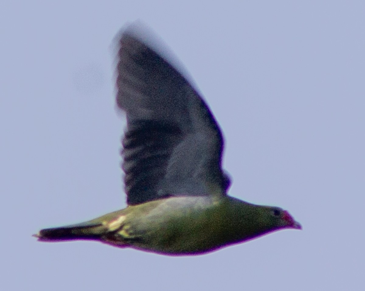 Африканский зелёный голубь - ML612718264