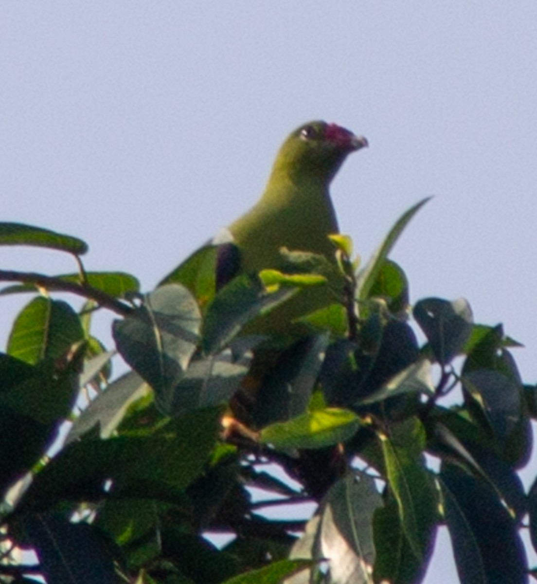 Африканский зелёный голубь - ML612718267