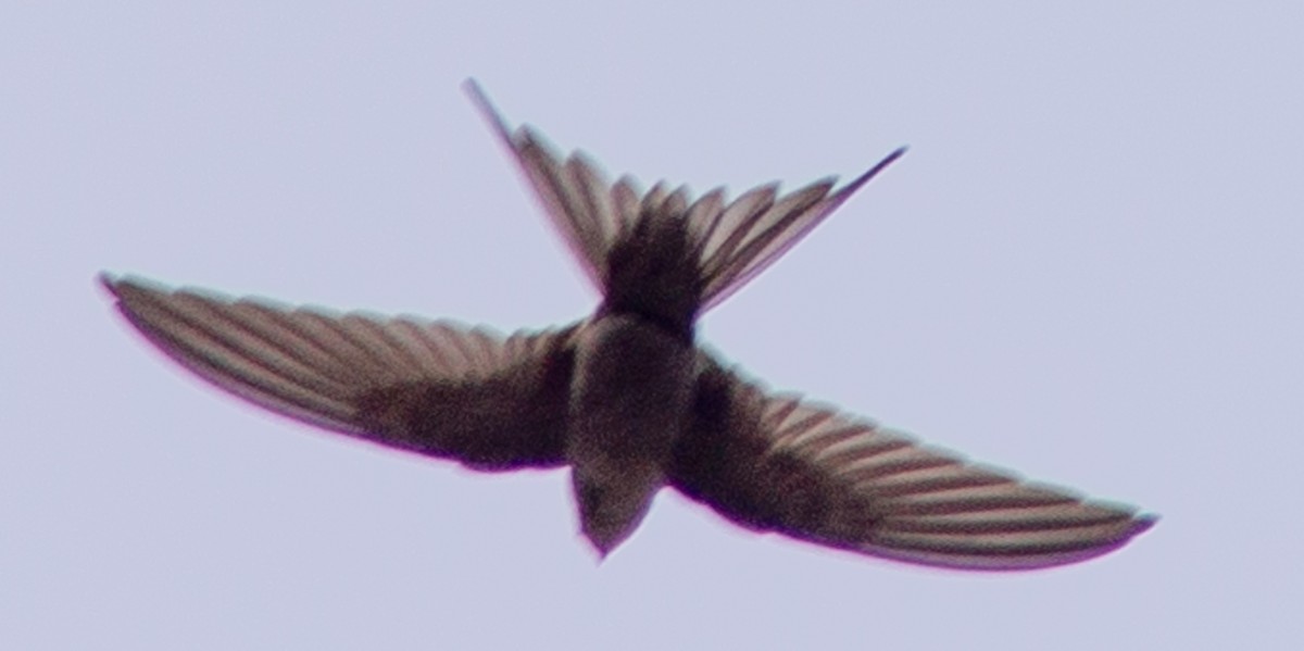 African Palm Swift - ML612718296