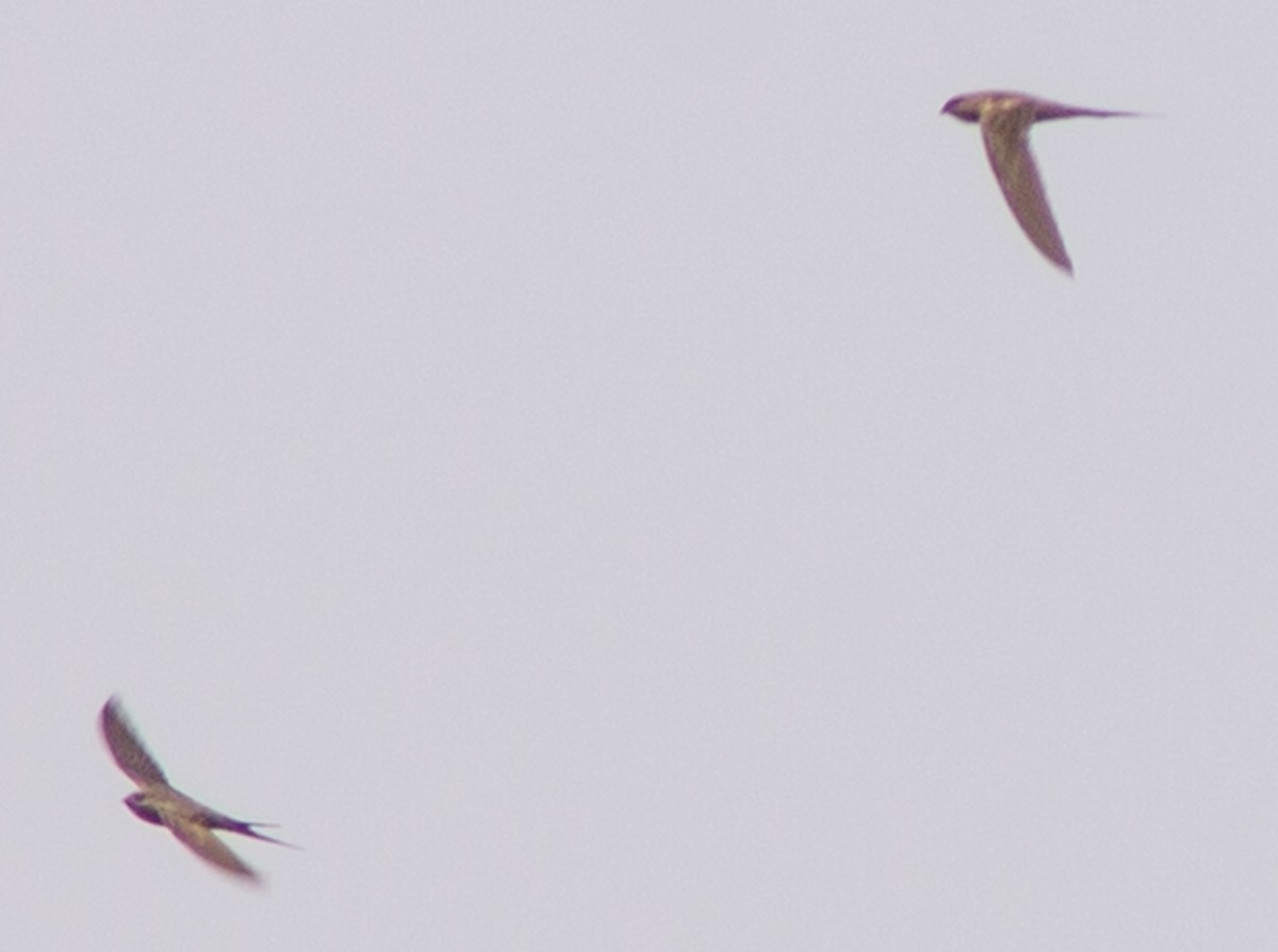 African Palm Swift - ML612718298