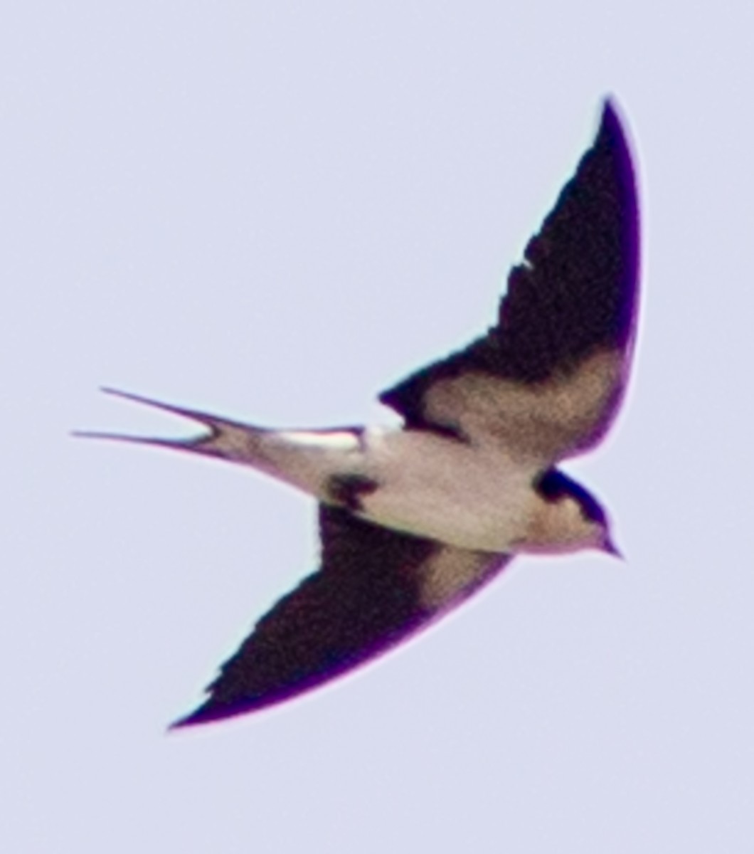 Ethiopian Swallow - ML612718311