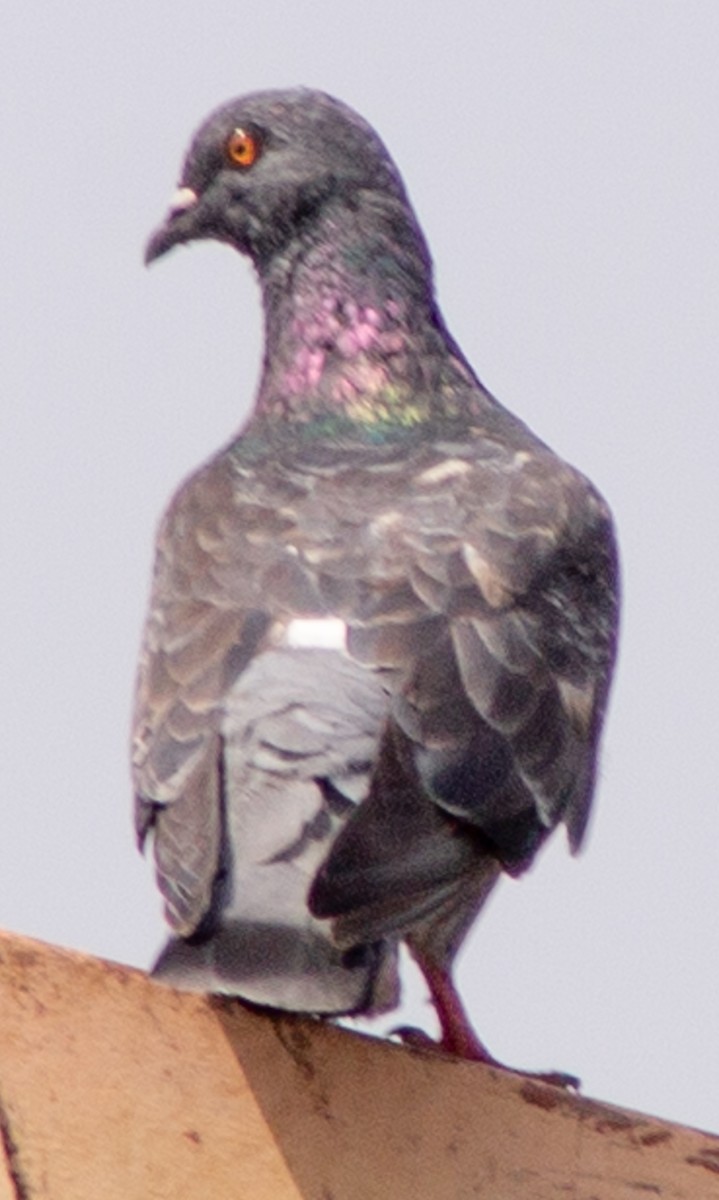 Rock Pigeon (Feral Pigeon) - ML612718320