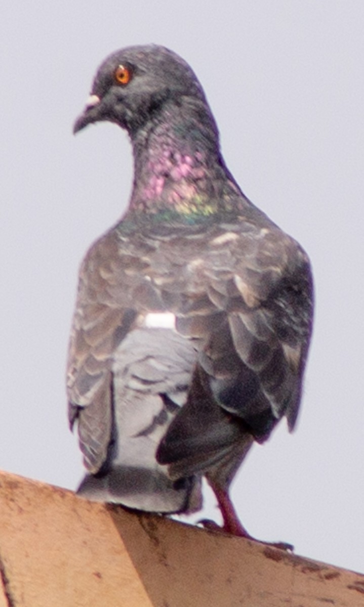 יונת בית - ML612718320