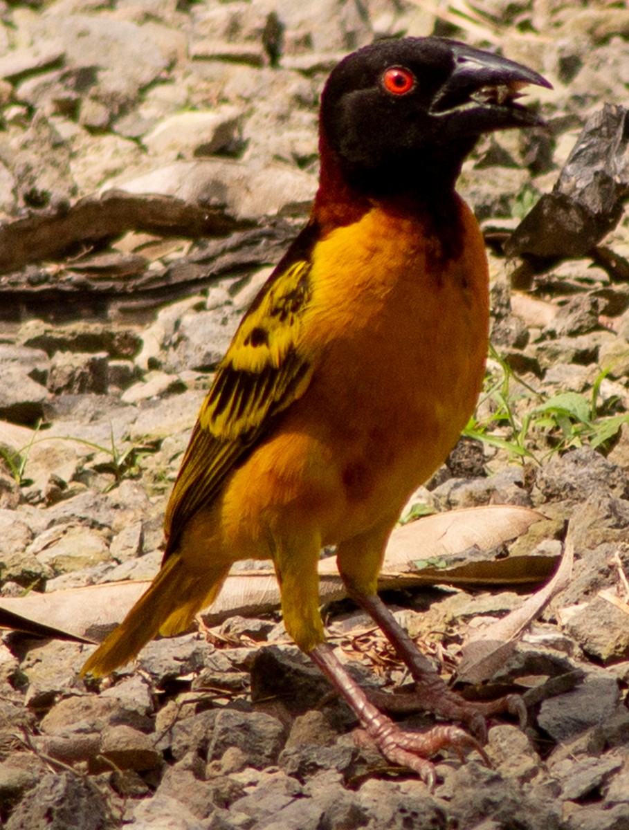 Village Weaver (Black-headed) - ML612718329