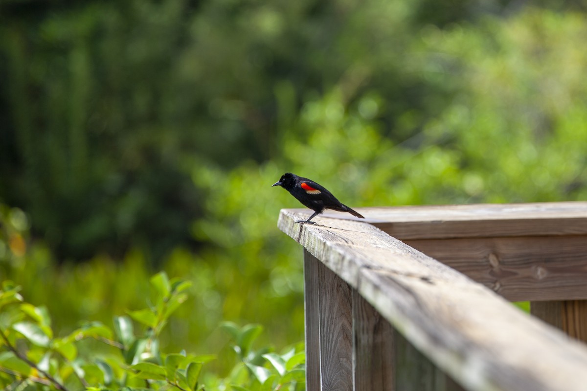 Red-winged Blackbird - ML612718338