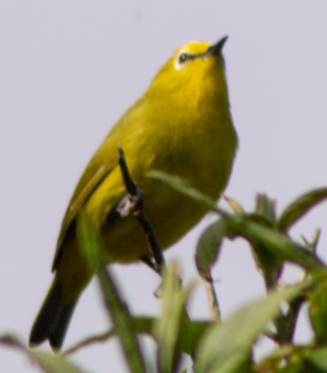 Forest White-eye - ML612718351