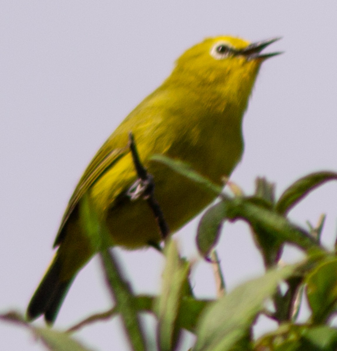 Forest White-eye - ML612718352