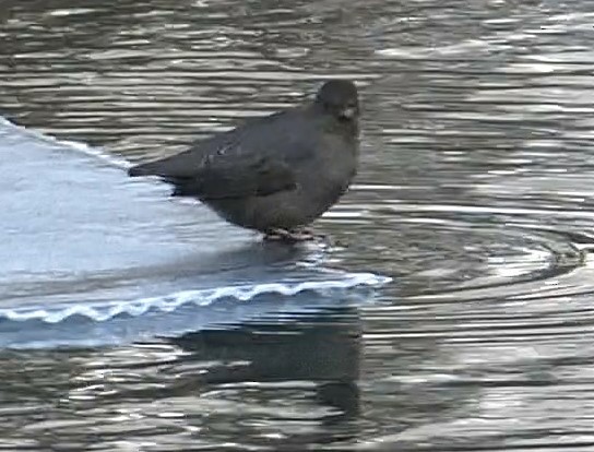 American Dipper (Northern) - ML612718386