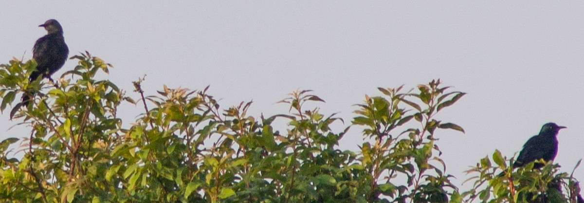 Waller's Starling (Preuss's) - ML612718432