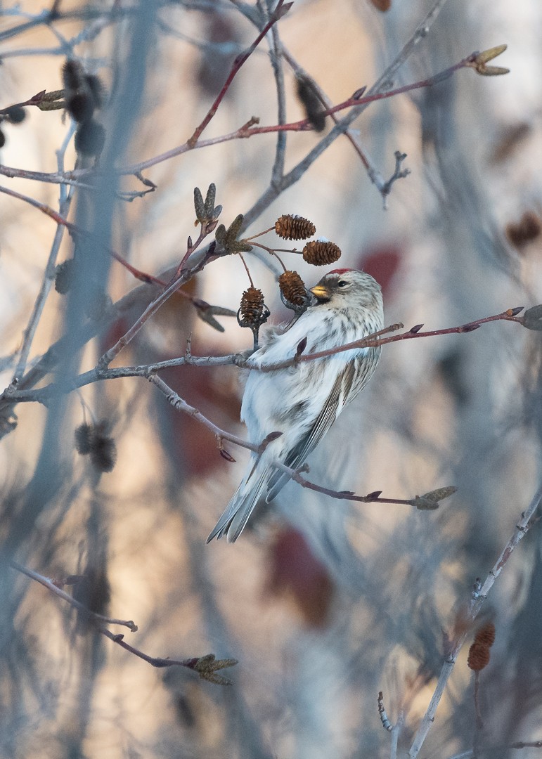 Hoary Redpoll - Marcus Jackson