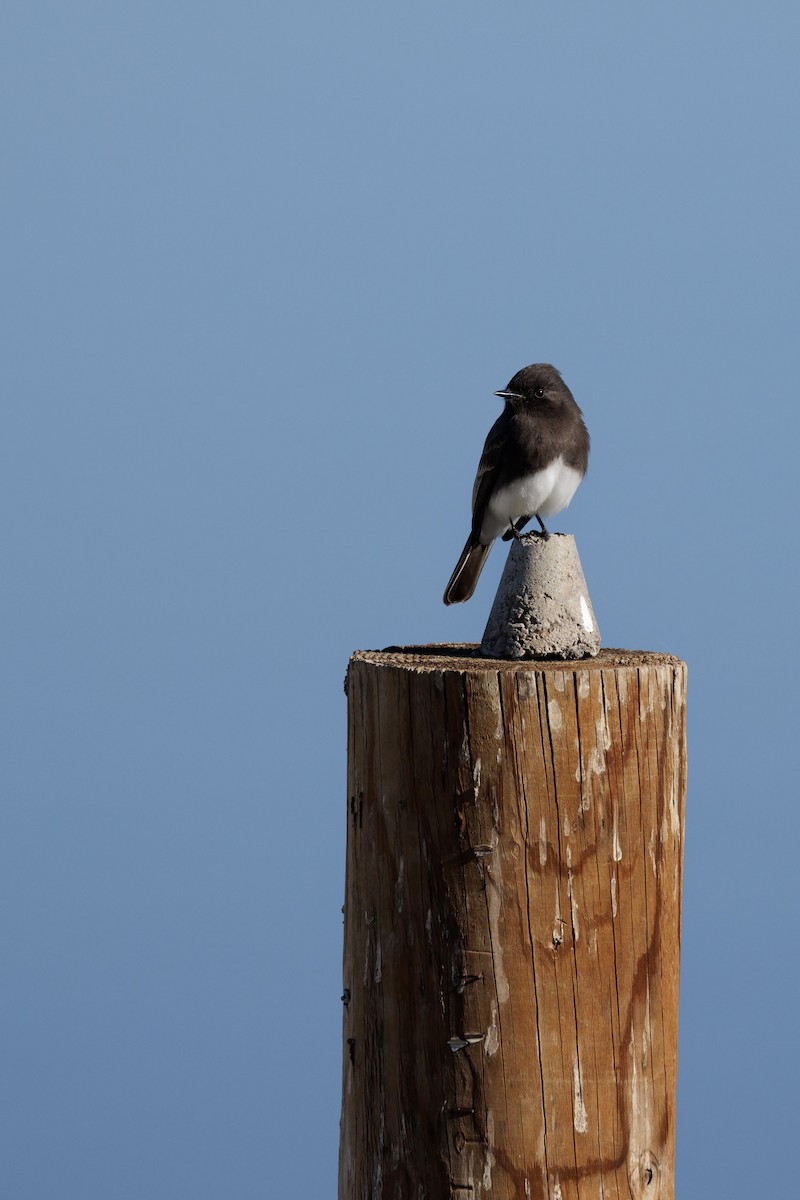 Black Phoebe - ML612718535