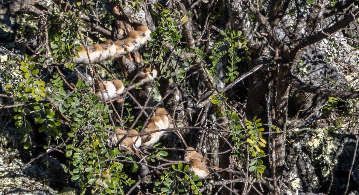 African Silverbill - ML612718576