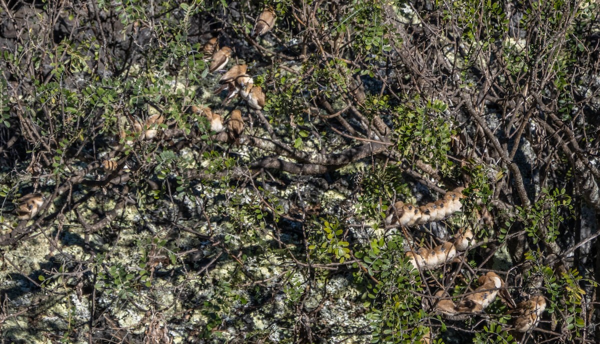 African Silverbill - Matt M.