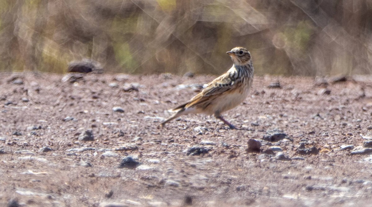 Eurasian Skylark - Matt M.