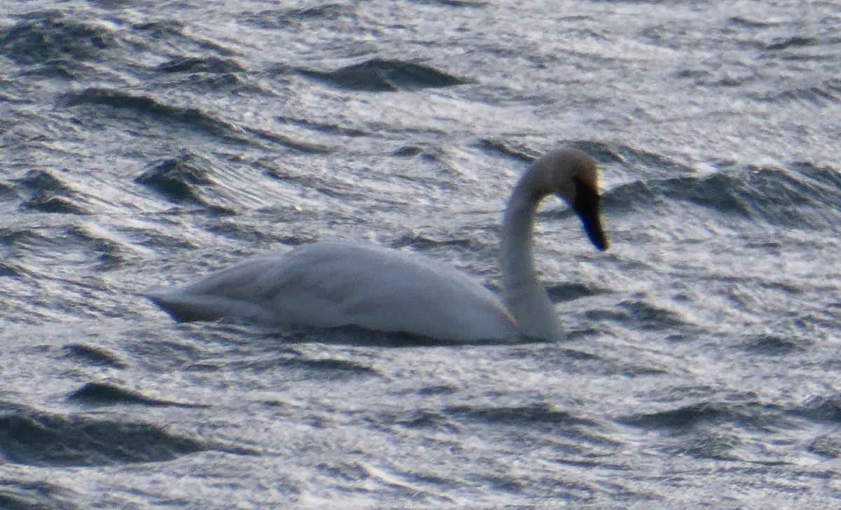 Trumpeter Swan - ML612718662