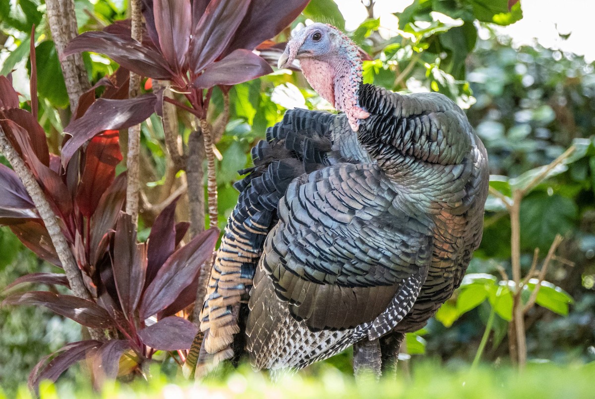 Wild Turkey - ML612718711