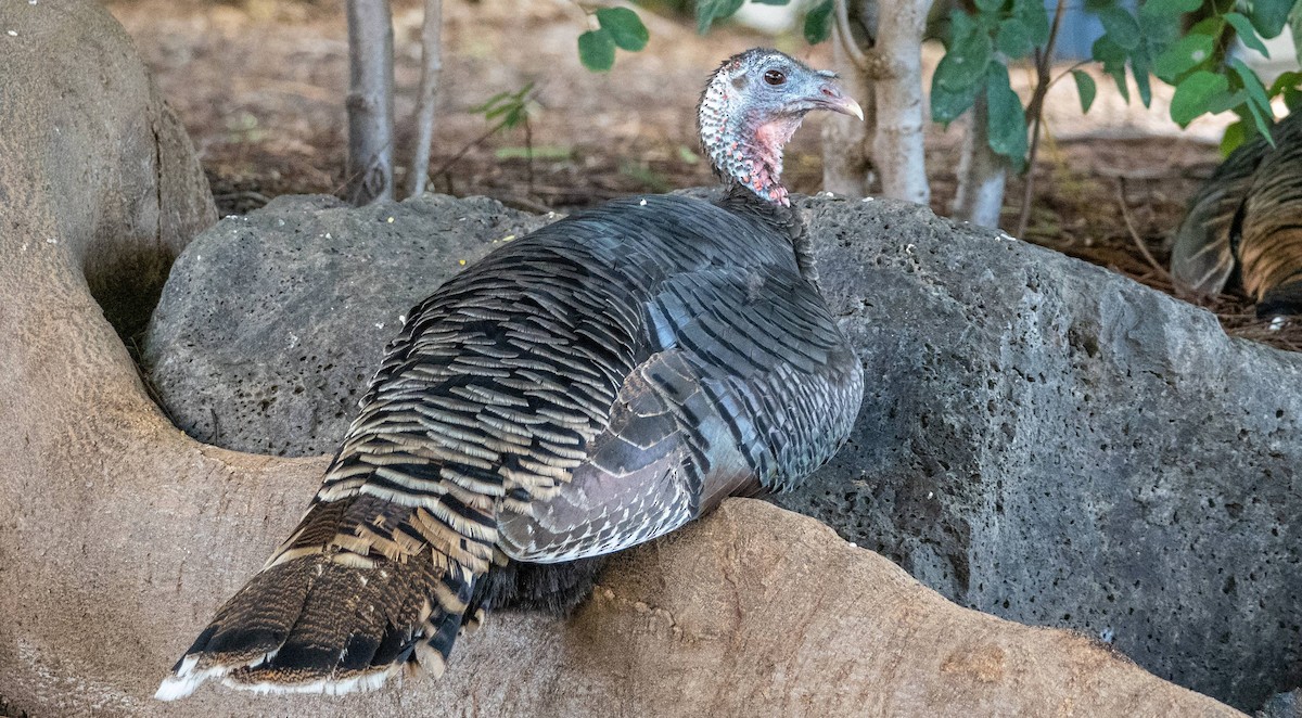 Wild Turkey - ML612718712