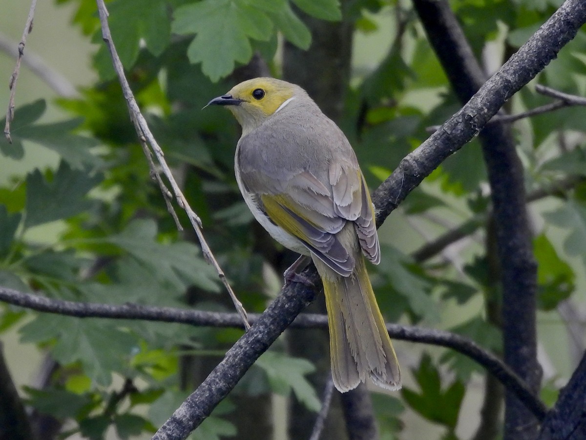 White-plumed Honeyeater - ML612718746