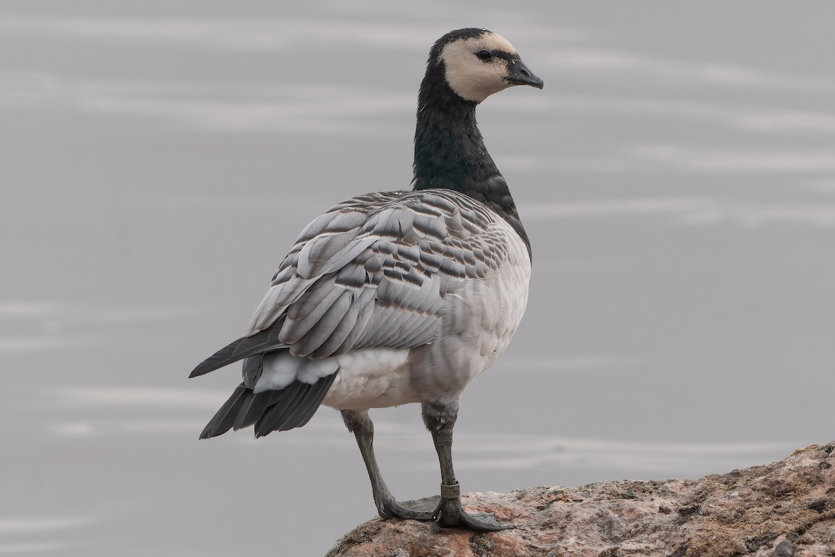 Barnacle Goose - ML612718865