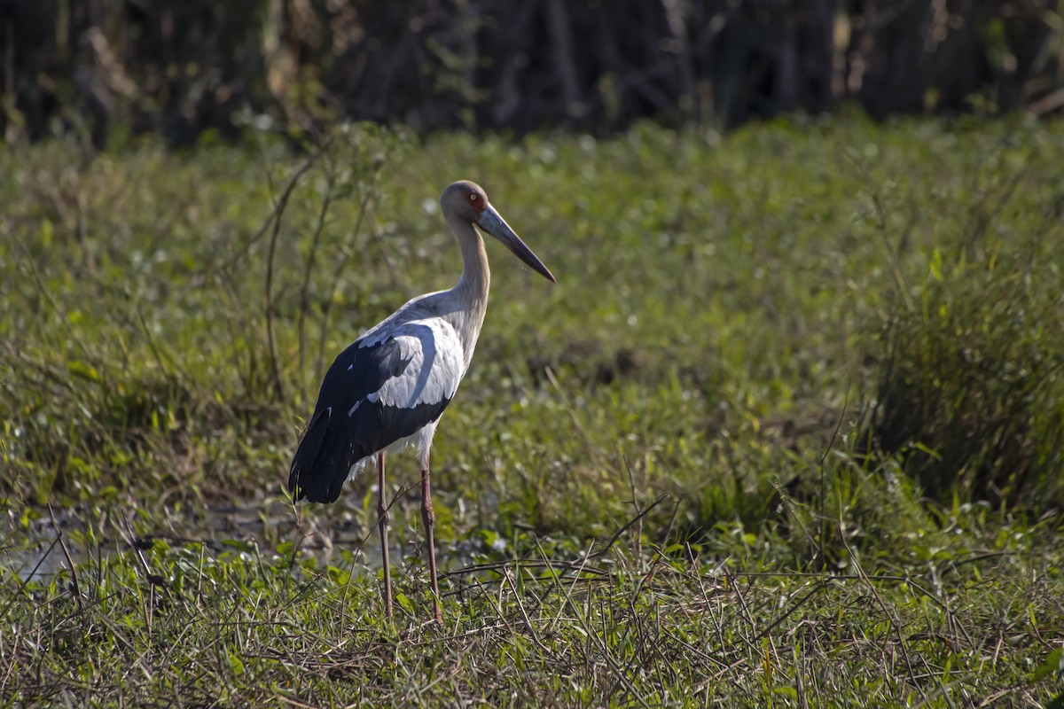 Maguari Stork - Antonio Rodriguez-Sinovas