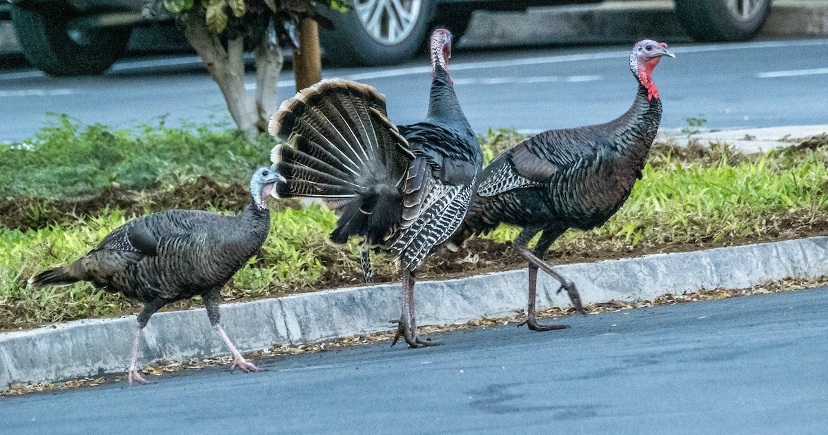 Wild Turkey - ML612718931