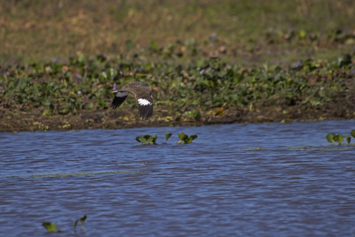 Nacunda Nighthawk - ML612718976