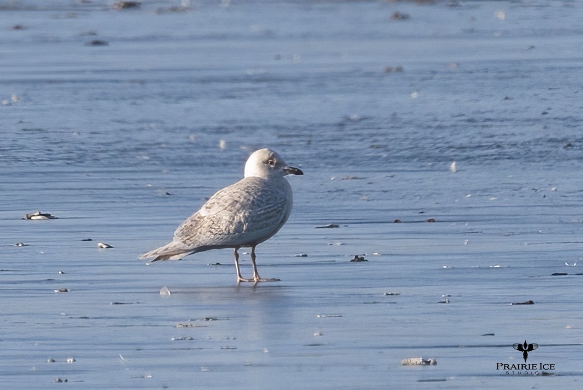 Gaviota Groenlandesa (kumlieni) - ML612719054