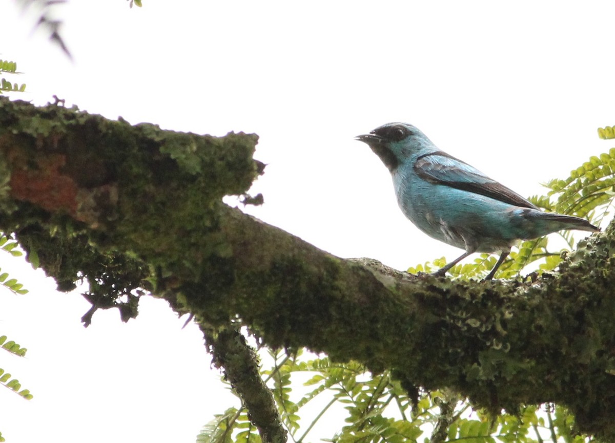 Black-legged Dacnis - Miguel  Magro