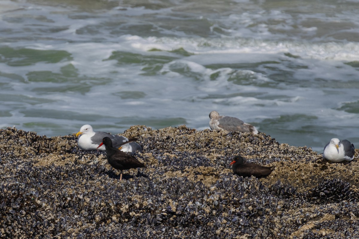 Black Oystercatcher - ML612719130