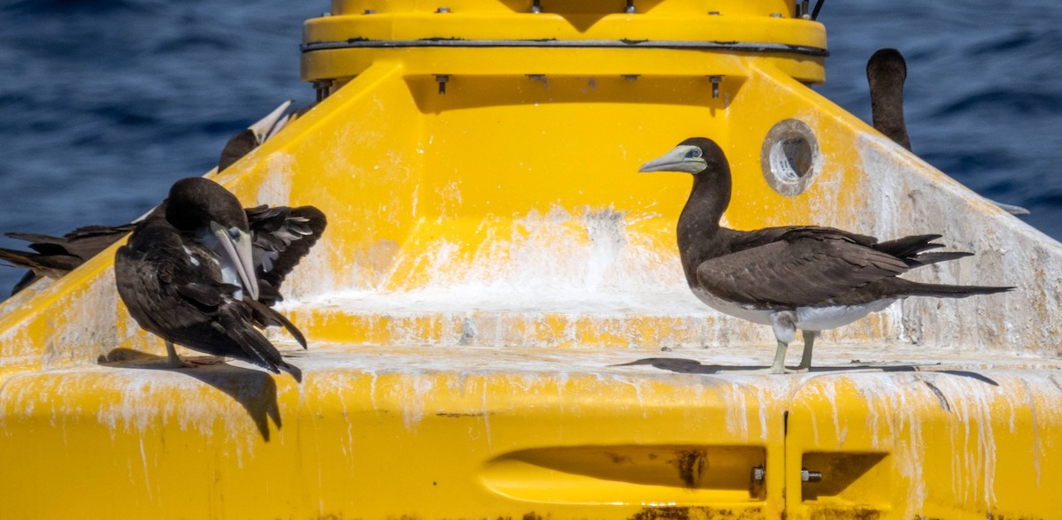 Brown Booby - ML612719140