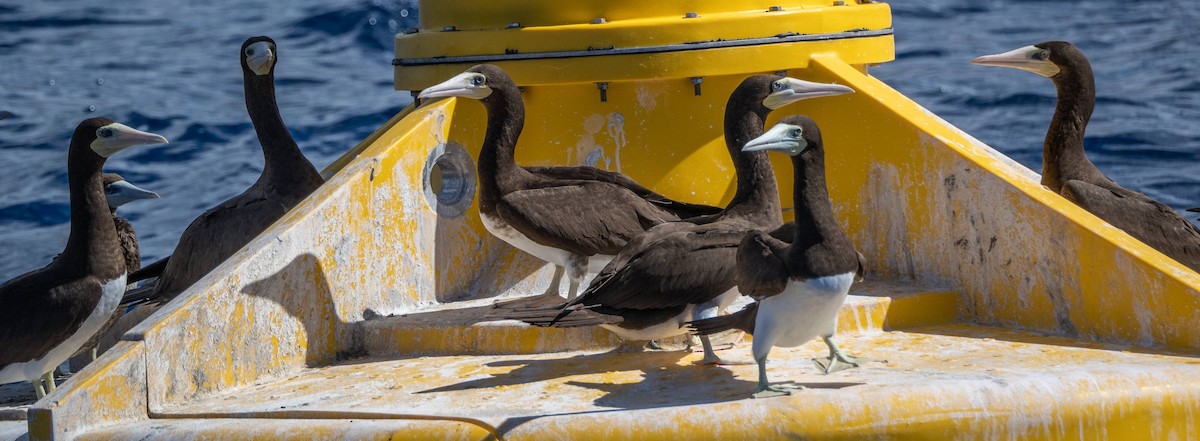 Brown Booby - Matt M.