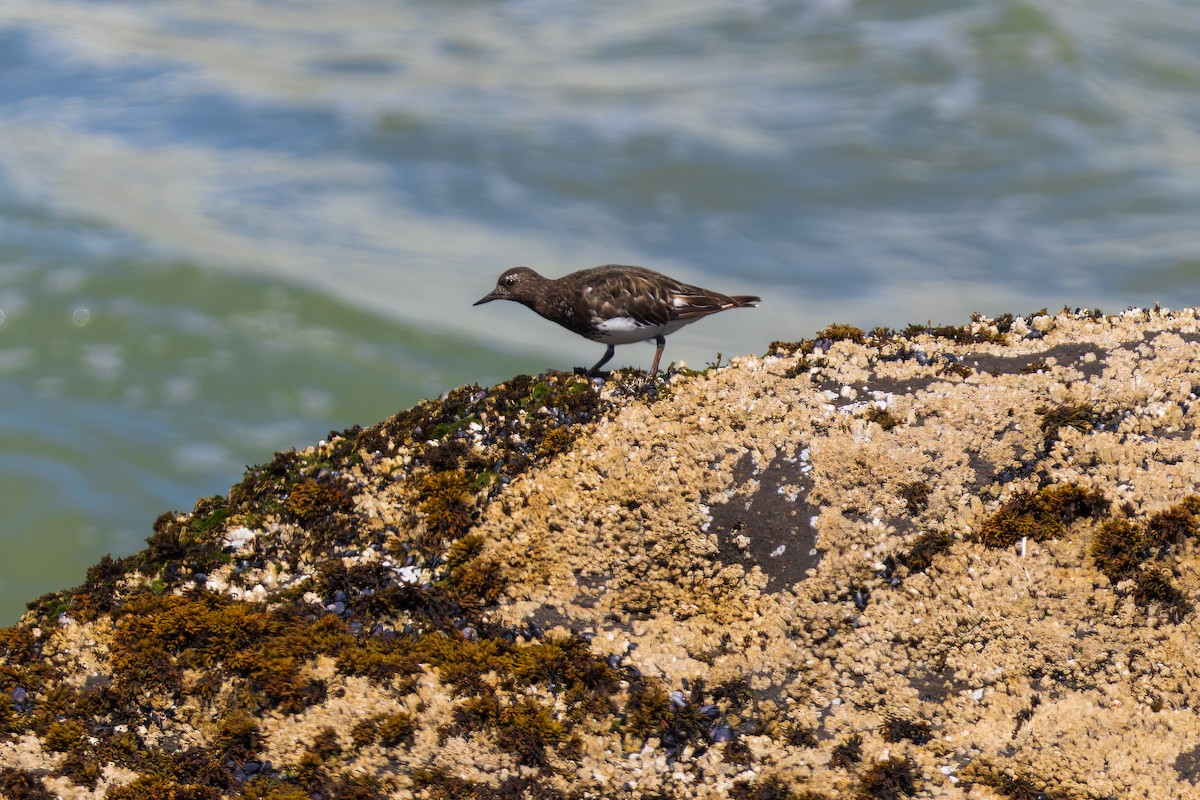 Black Turnstone - ML612719168