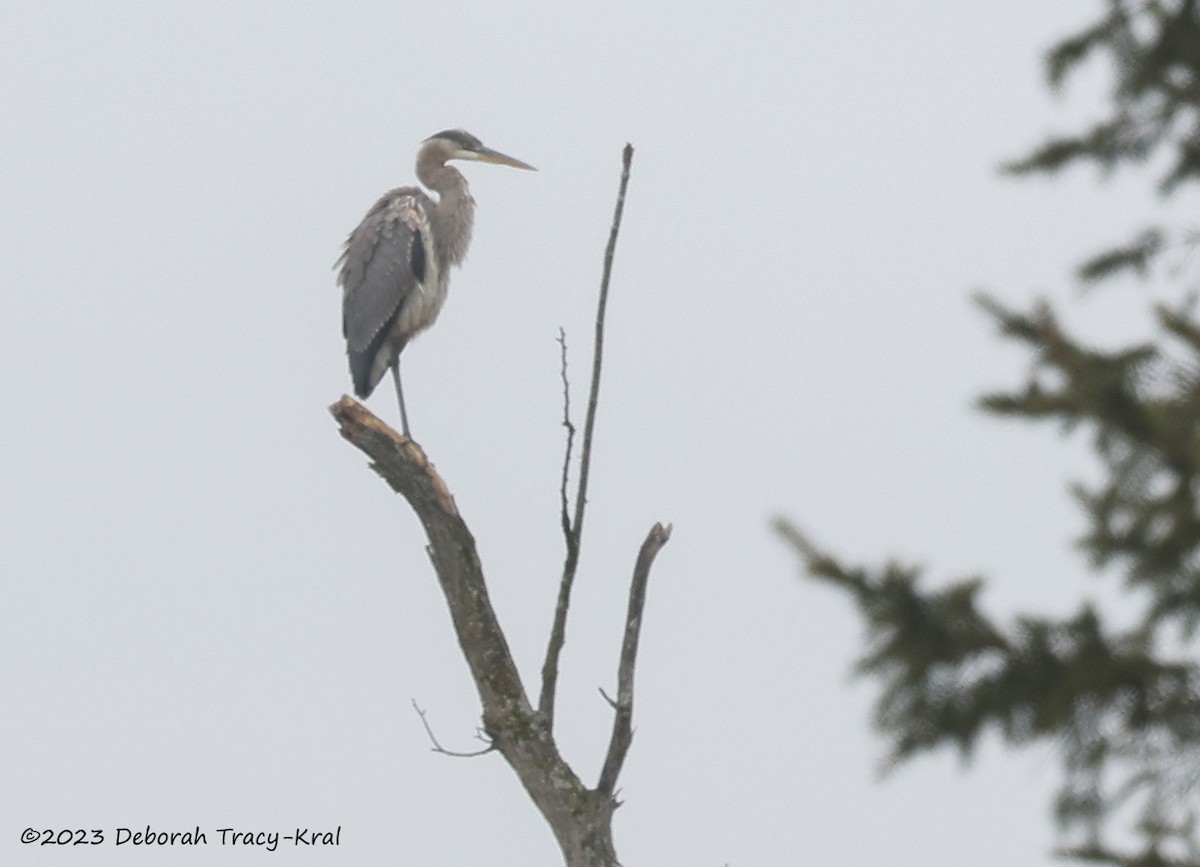 Great Blue Heron - Deborah Kral