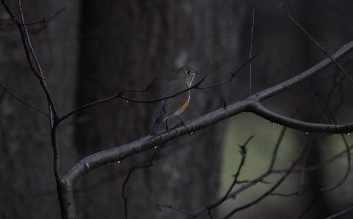 Red-flanked Bluetail - ML612719220