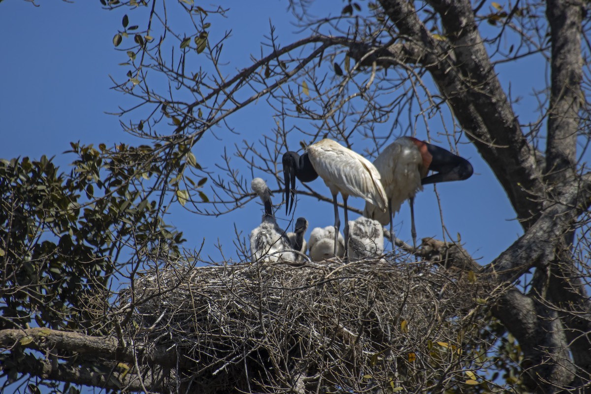 Jabiru - Antonio Rodriguez-Sinovas