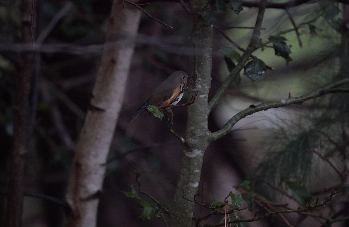 Red-flanked Bluetail - ML612719222