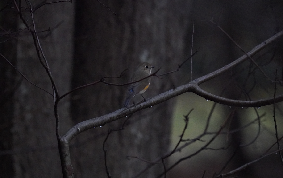 Red-flanked Bluetail - ML612719225